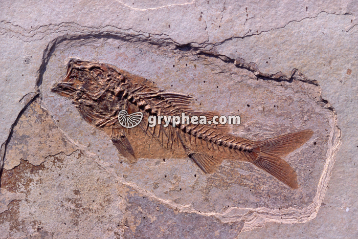 Poisson fossile (Dapalis macrurus) - gryphea.com